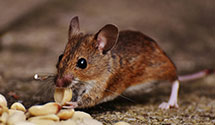 24 Hour & Emergency Exterminators in Tahlequah, OK